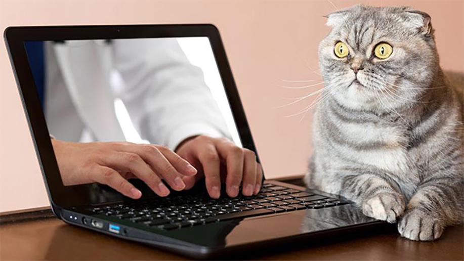 Kat opgeschrikt door handen uit laptopscherm
